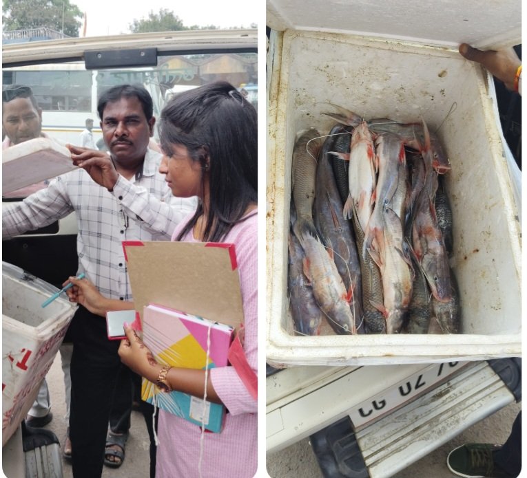 मछली पालन विभाग द्वारा प्रतिबंधित अवधि में अवैध रूप से परिवहन की जा रही मछली की गई जब्त……