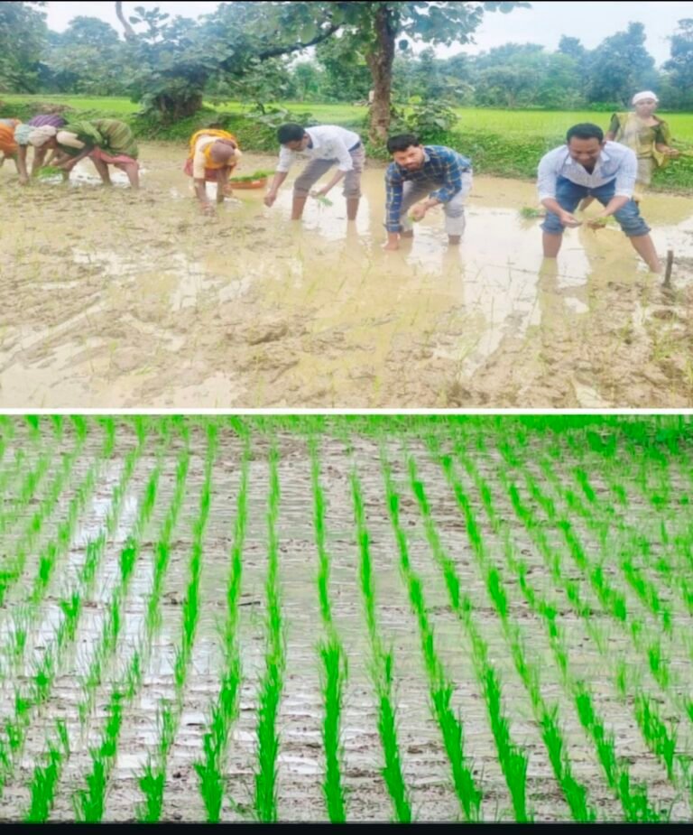 राइसग्राम प्रदर्शन के तहत कृषि अधिकारियों ने खेतों में उतरकर कतारबद्ध धान रोपे, किसानों को कतार रोपण के तकनीक से कराया अवगत