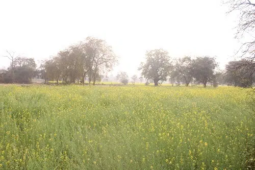किसानों के बीच पहुँचकर कलेक्टर ने जीता दिल बरमकेला क्षेत्र में सरसों की लहलहाती फसल देख कलेक्टर डॉ. संजय कन्नौजे ने की किसानों की खुले दिल से प्रशंसा 