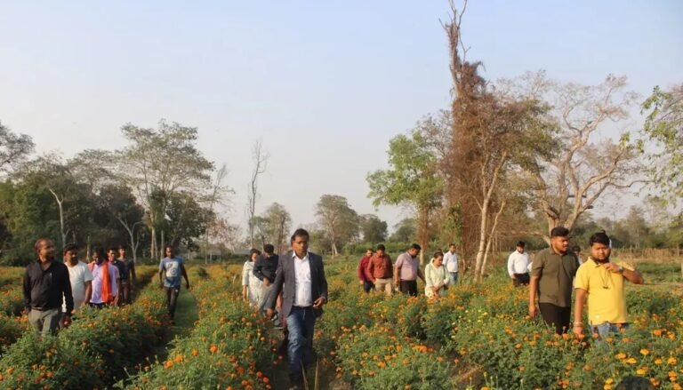 छोटे नावापारा में गेंदा खेती से बदली किस्मत, कलेक्टर डॉ. संजय कन्नौजे का प्रेरक निरीक्षण
