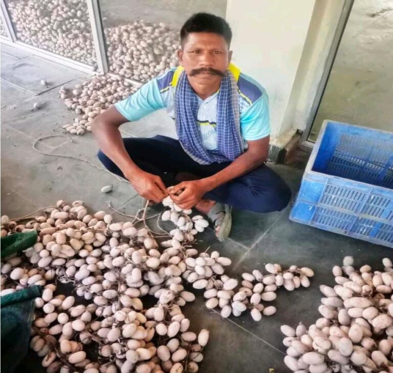 मेहनत, लगन और कोसा पालन ने बदली जिंदगी – बरपाली के किसान शिवकुमार बने प्रेरणा