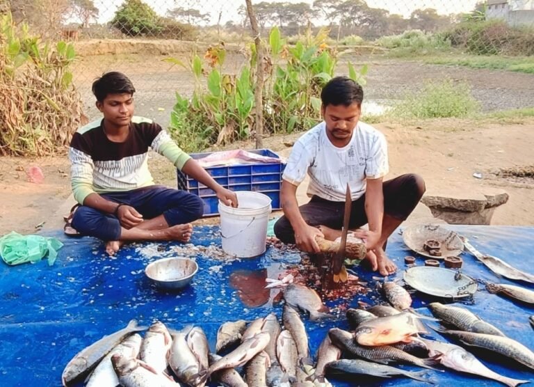 छोटे तालाबों से बड़ी सफलता की कहानी: जय सिंगारासती मछुआ सहकारी समिति बनी ग्रामीण समृद्धि का प्रेरक मॉडल