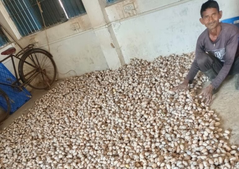 भूमिहीन किसान ने रचा इतिहास: छेदूराम ने कोसा उत्पादन से कमाए 6.30 लाख”